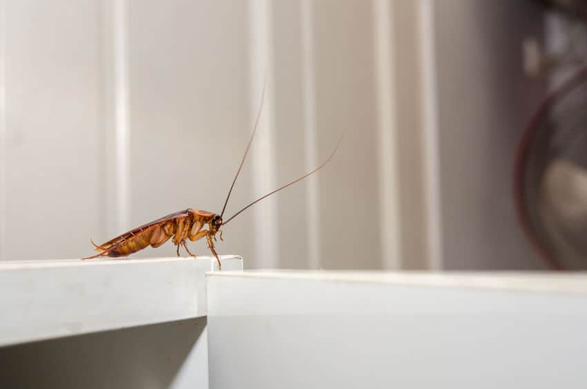 Response Pest Control | Brisbane | Termite Inspections | Termite Barriers | Pest Control | End of Lease | Natural Pest Control | Fleas | Cockroaches