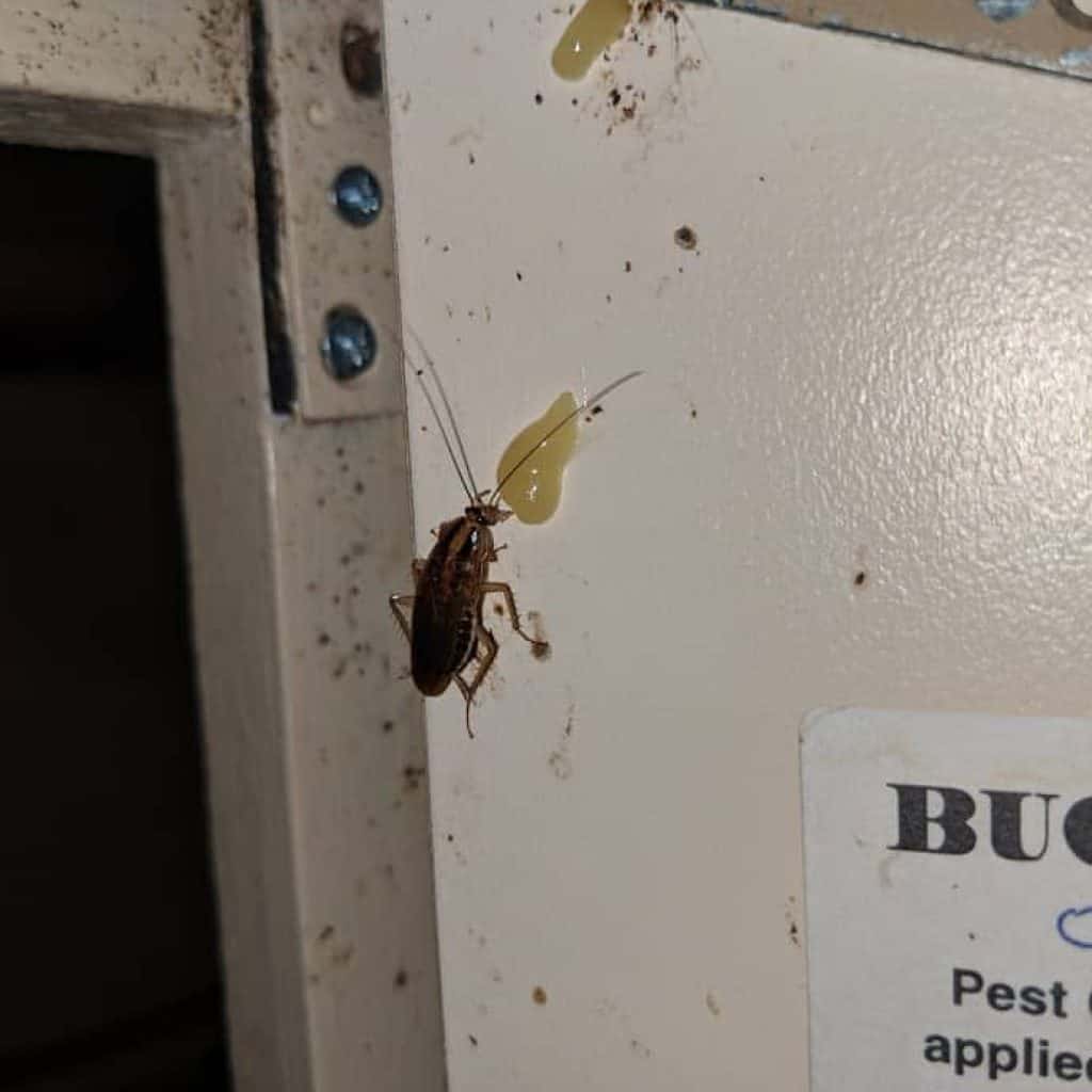 Response Pest Control | Brisbane | Termite Inspections | Termite Barriers | Pest Control | End of Lease | Natural Pest Control | Fleas | Cockroaches | Silver Fish | German Cockroaches