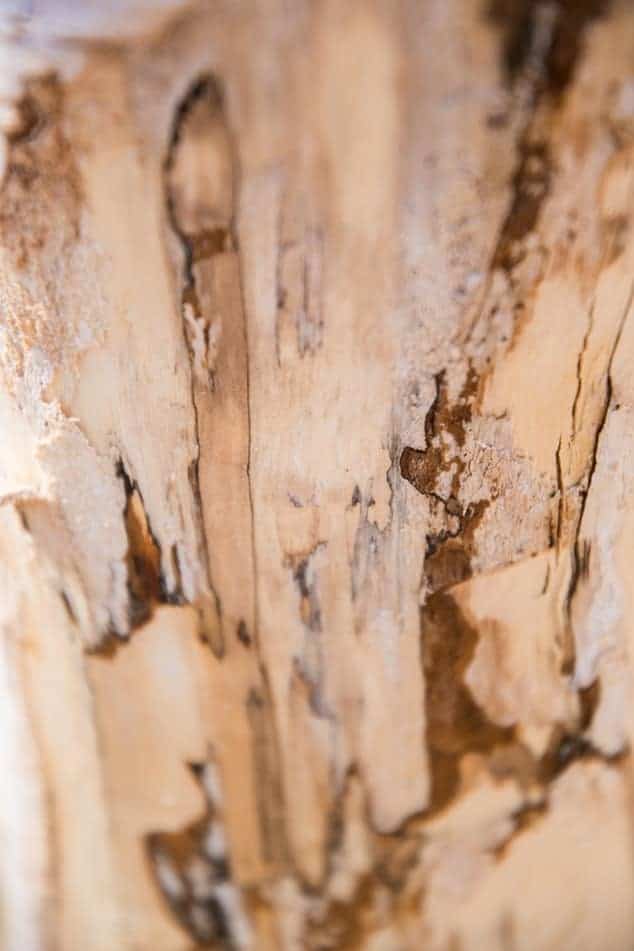 What is the best termite treatment?