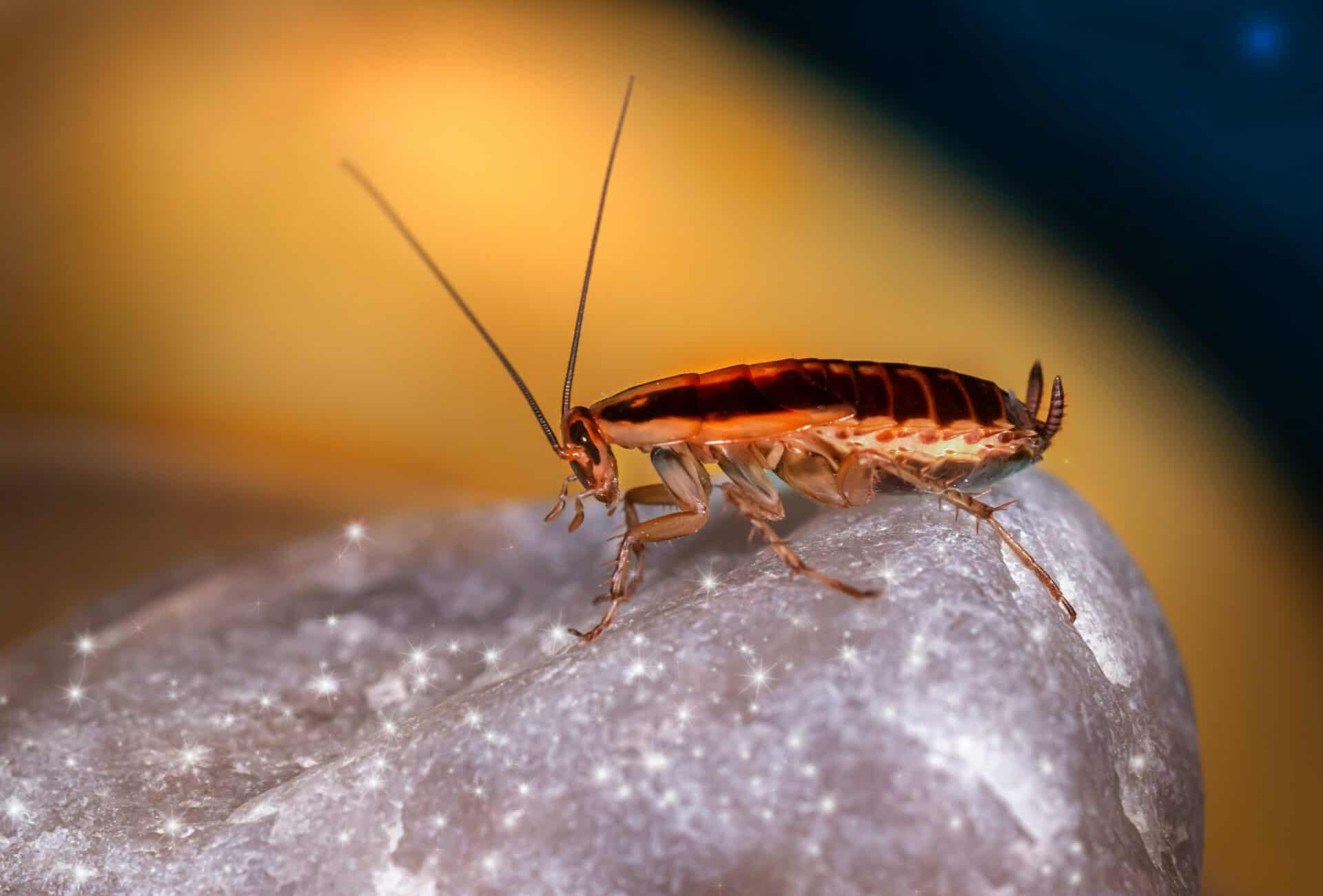 Signs of pest infestation Brisbane