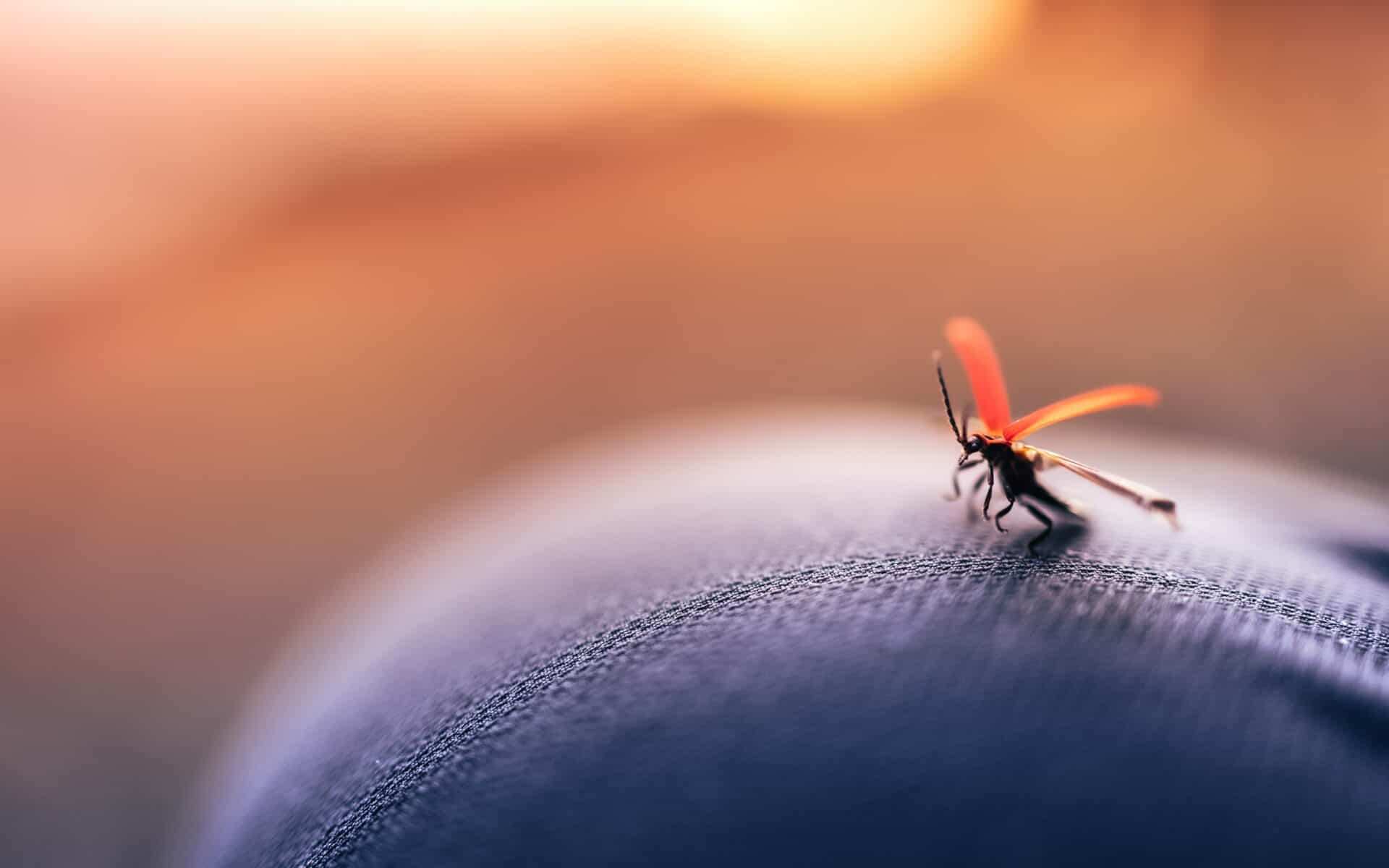 How to get rid of mosquitoes Brisbane