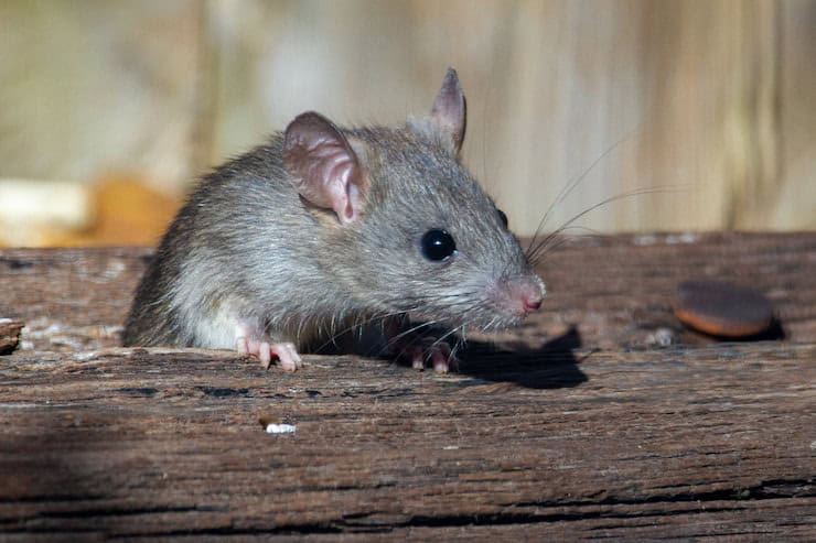 Rodent control Brisbane